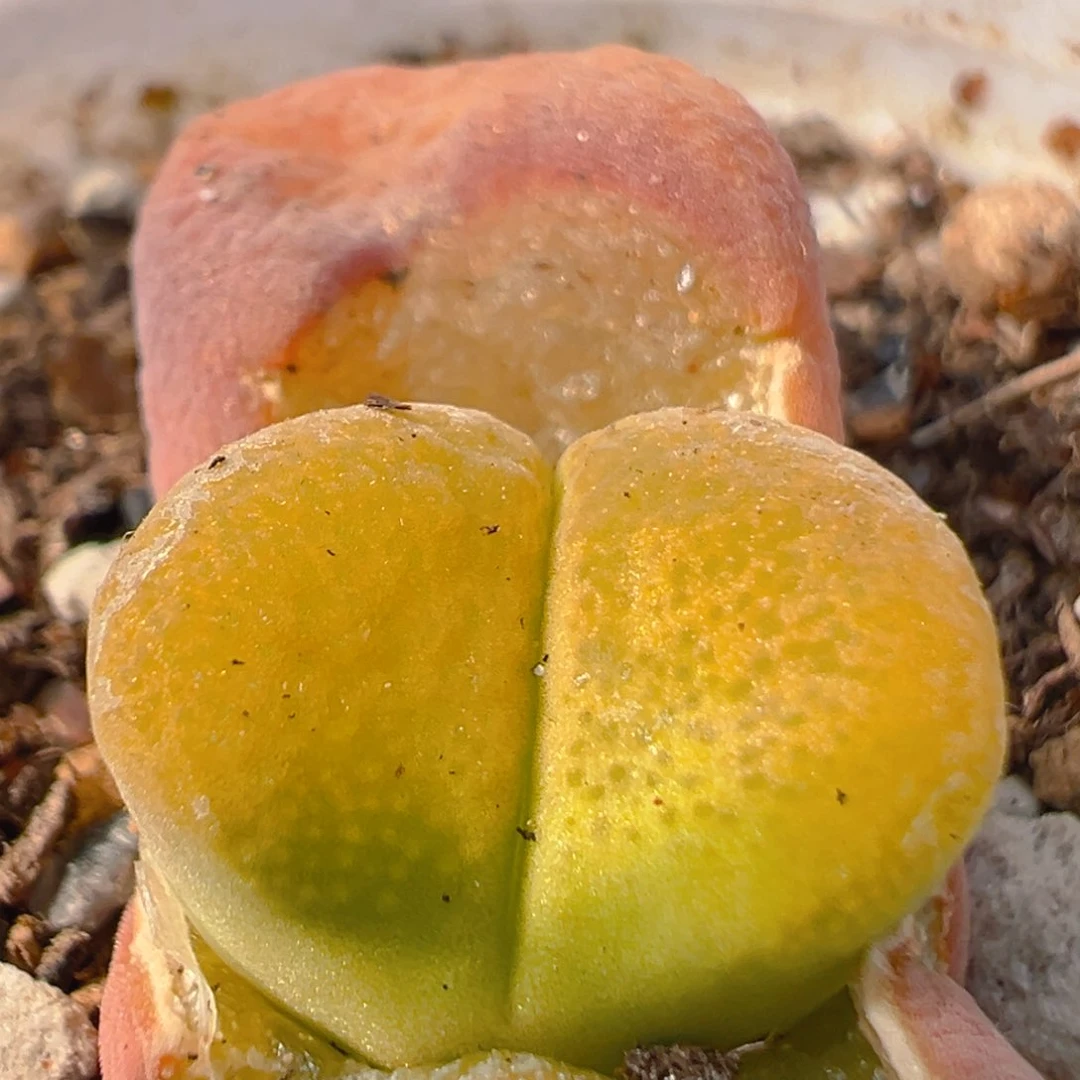 93多肉植物百科知识