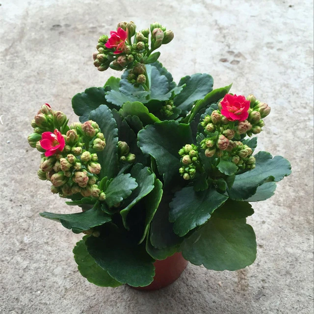 长寿花花苗四季绿植盆栽花卉室内桌面观花植物成品带花苞重瓣大花