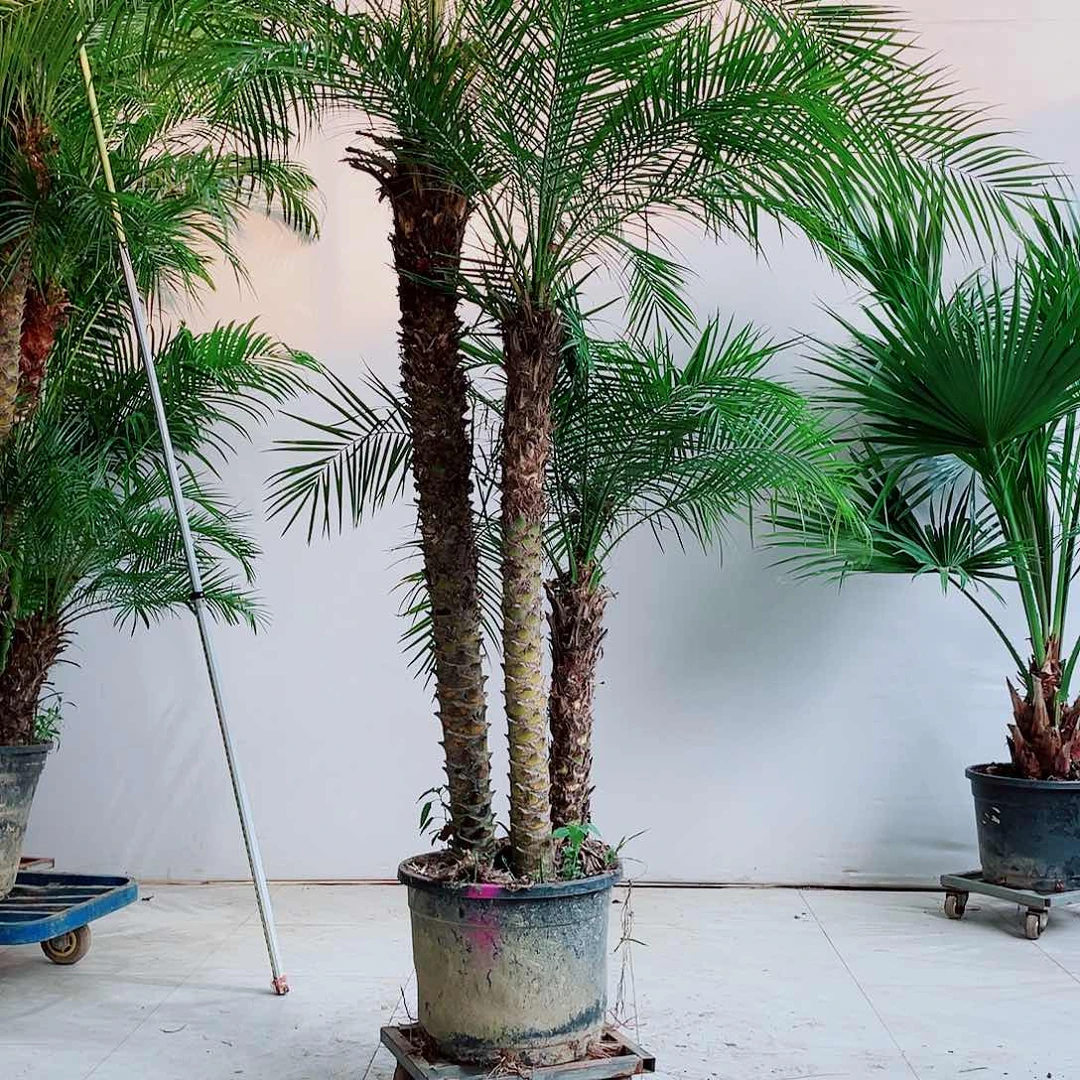 @****）23457889990999