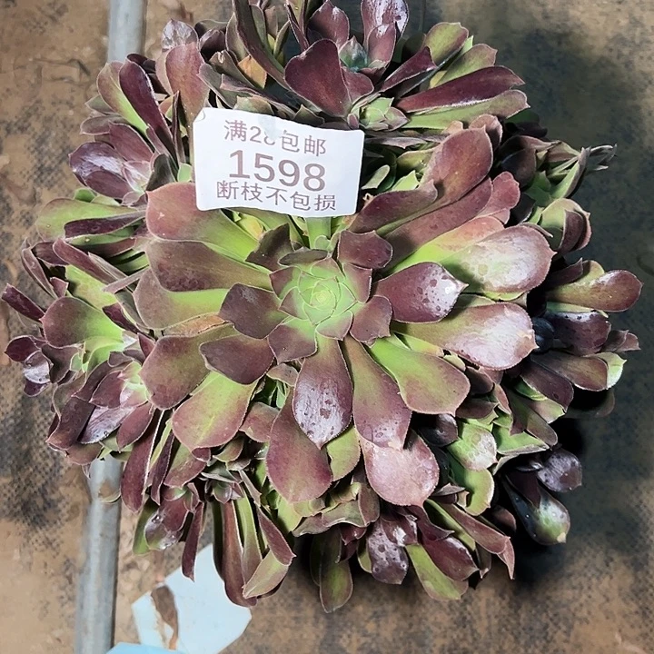 1598绍修七彩多肉植物