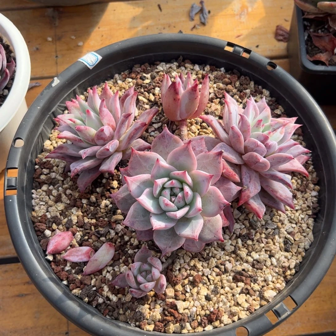 多肉祖母绿【非偏远地区满18包邮】