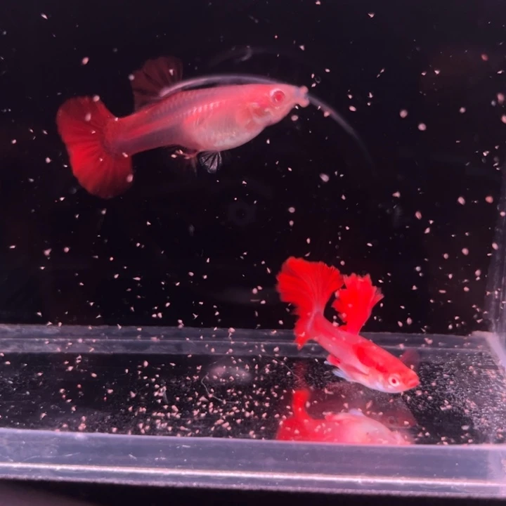 孔雀鱼半月尾折扇白子1对