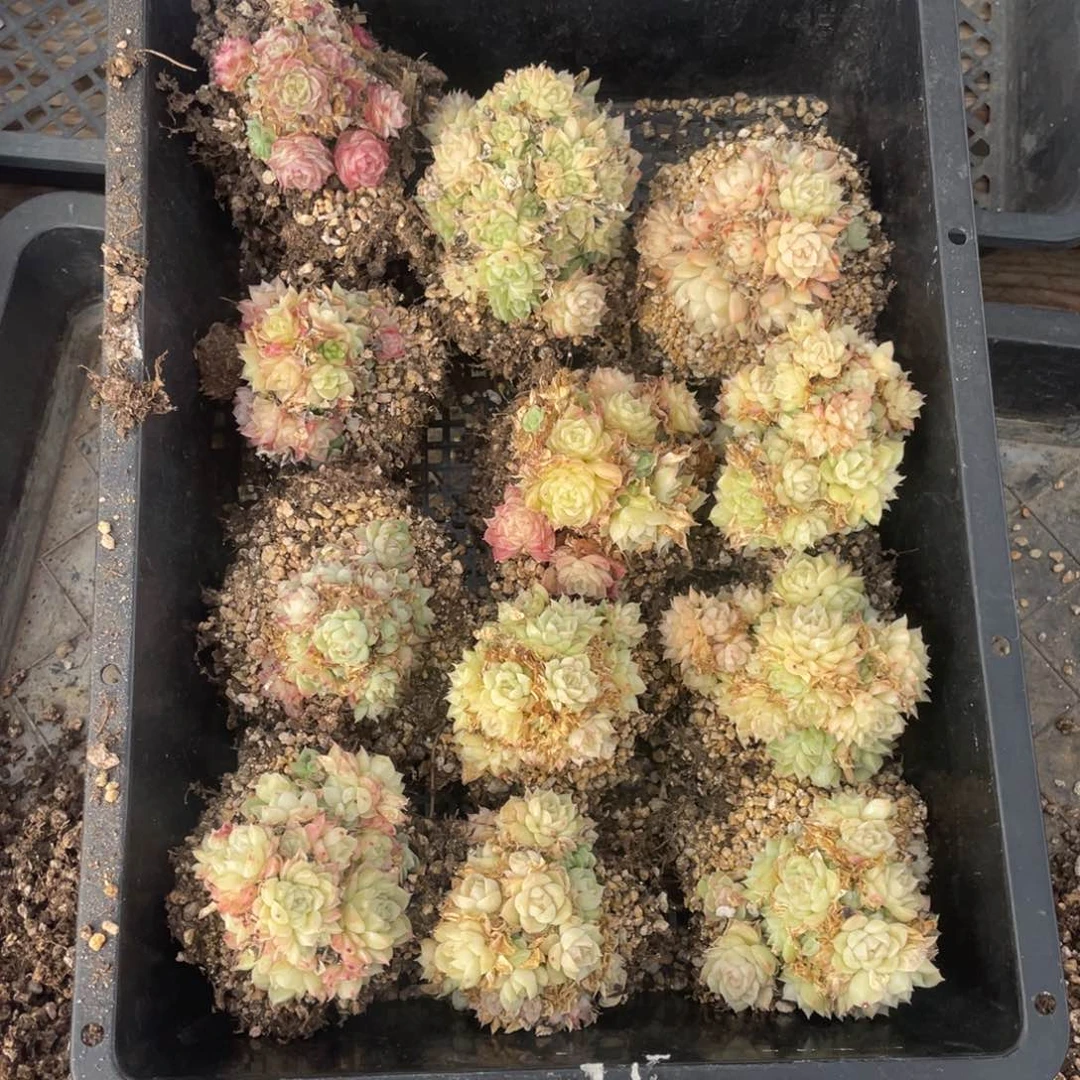 麦秆群生多肉十二个862