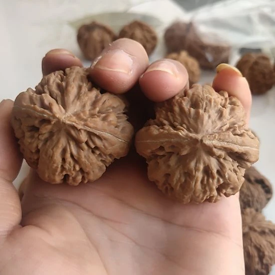 粗筋爆肉霸王龙47尺