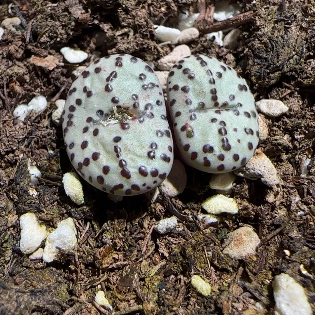 肉锥多肉植物组合-紫纹黑点515
