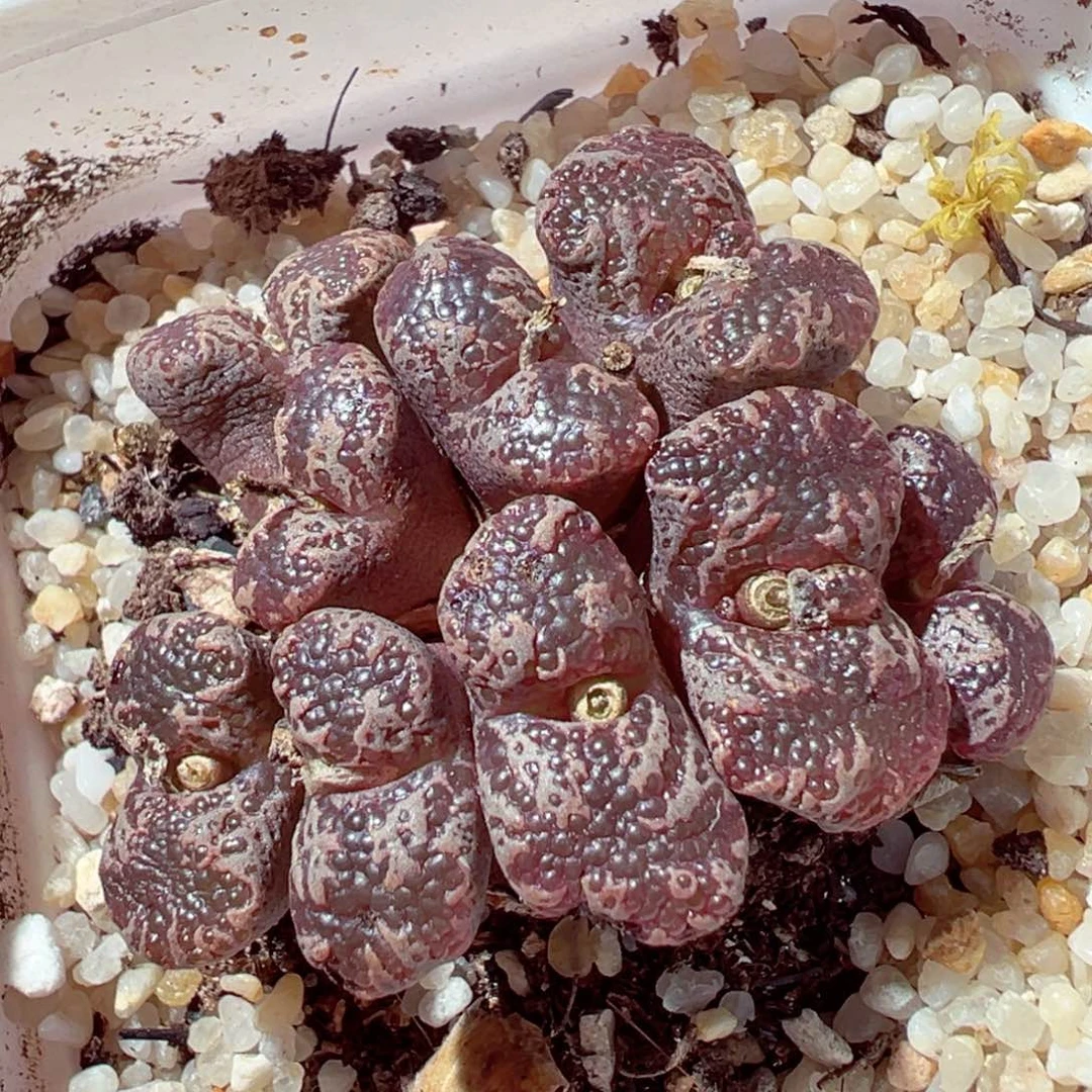 1014-448多肉多日大窗蝴