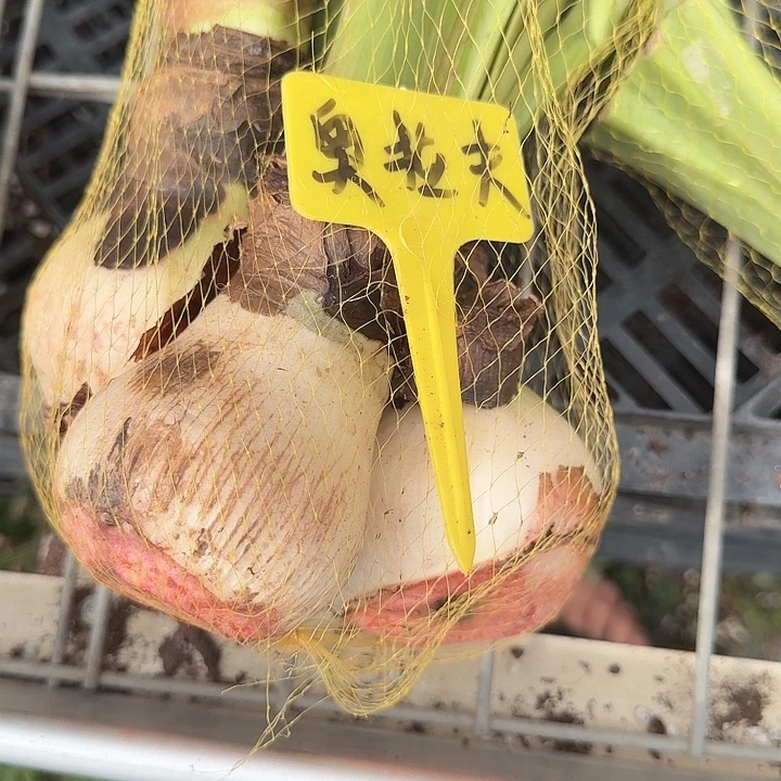 奥拉夫样品球一兜3个