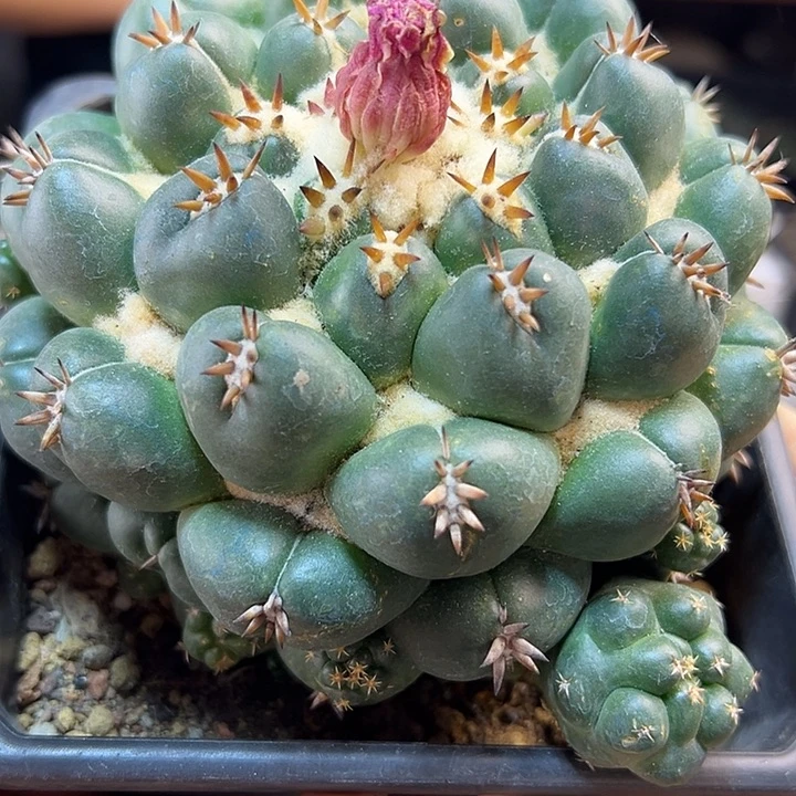 24号自根短豪刺獠牙12.5公分