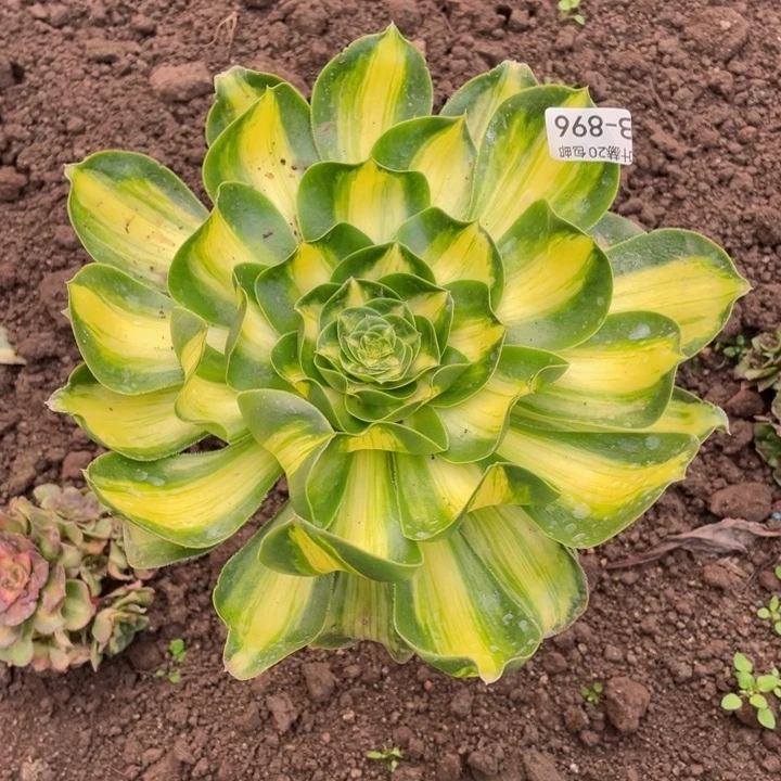 896暴君杆子湾店113445789