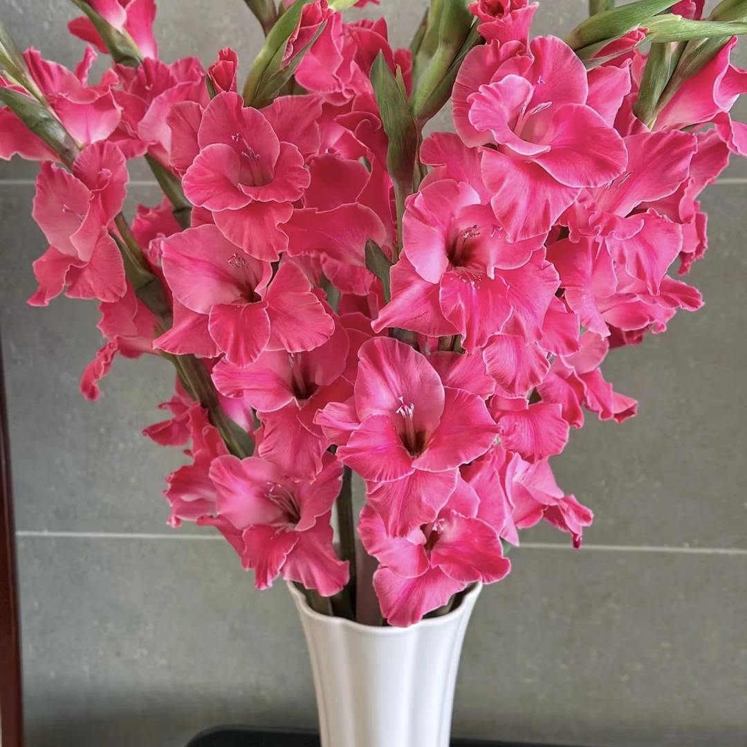 明年开花/剑兰种球1颗《芭比粉盲球规格不分大小》