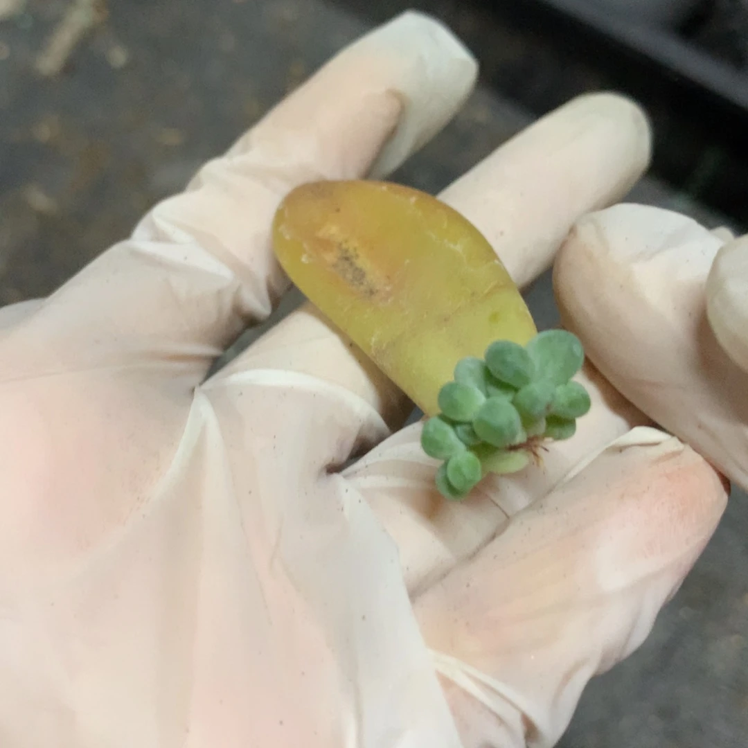 芒果奶酪多肉 芒果的