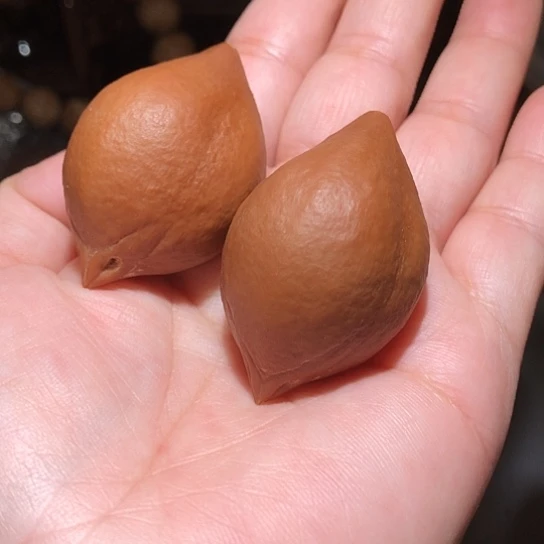 吊坠金刚菩提巴西橄榄