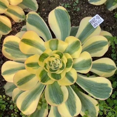 286王妃满25包邮多肉