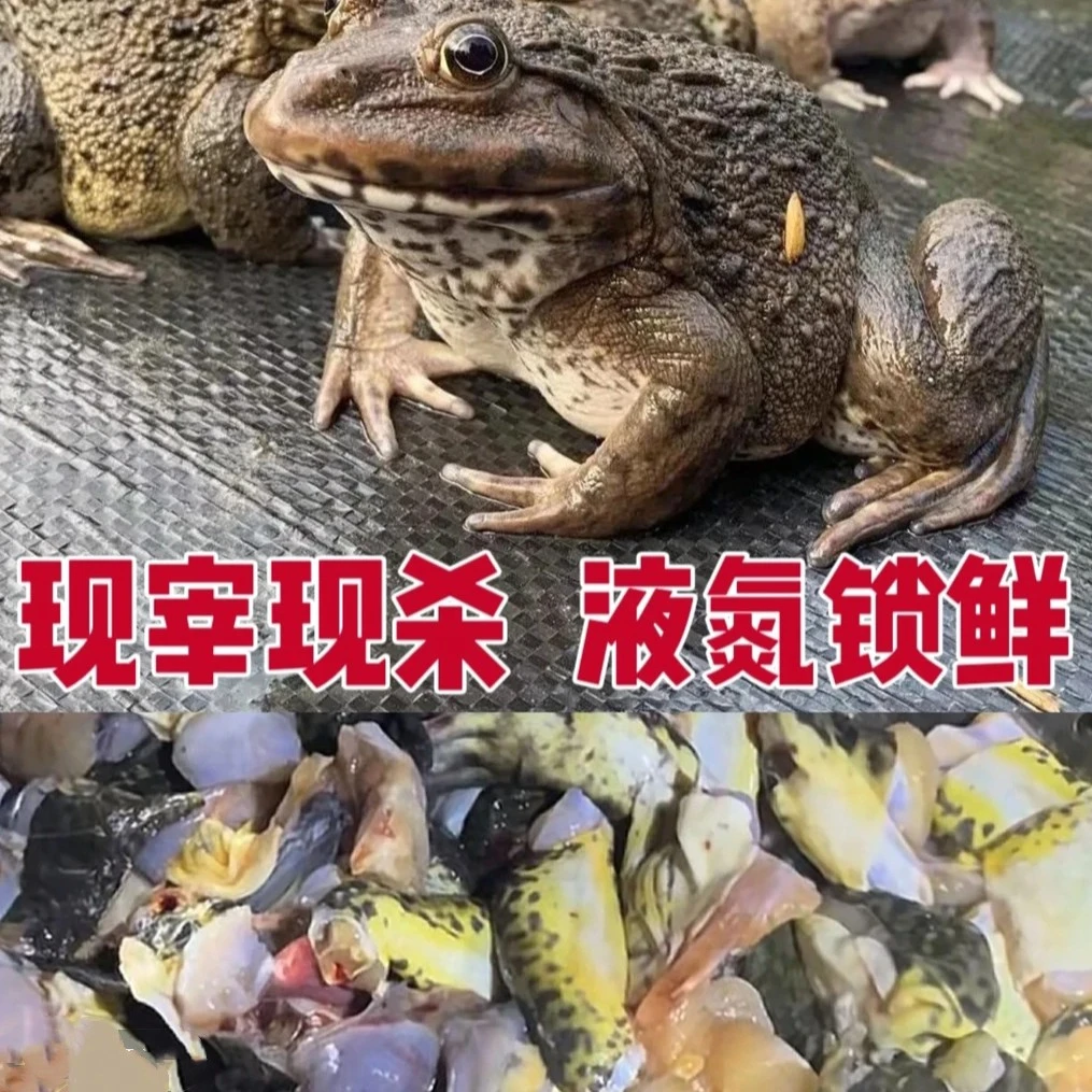 【现宰现杀 液氮锁鲜】宰杀好正宗稻田野养蛙田鸡精品大蛙顺丰包邮