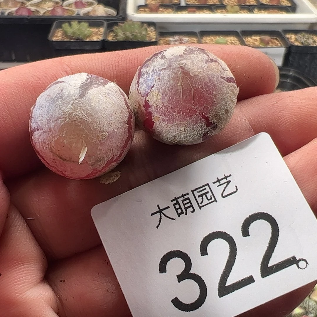 一物一拍。        322