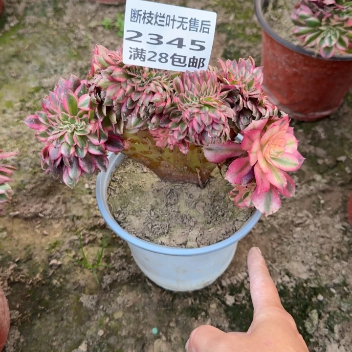 2345二号棚荔枝缀G