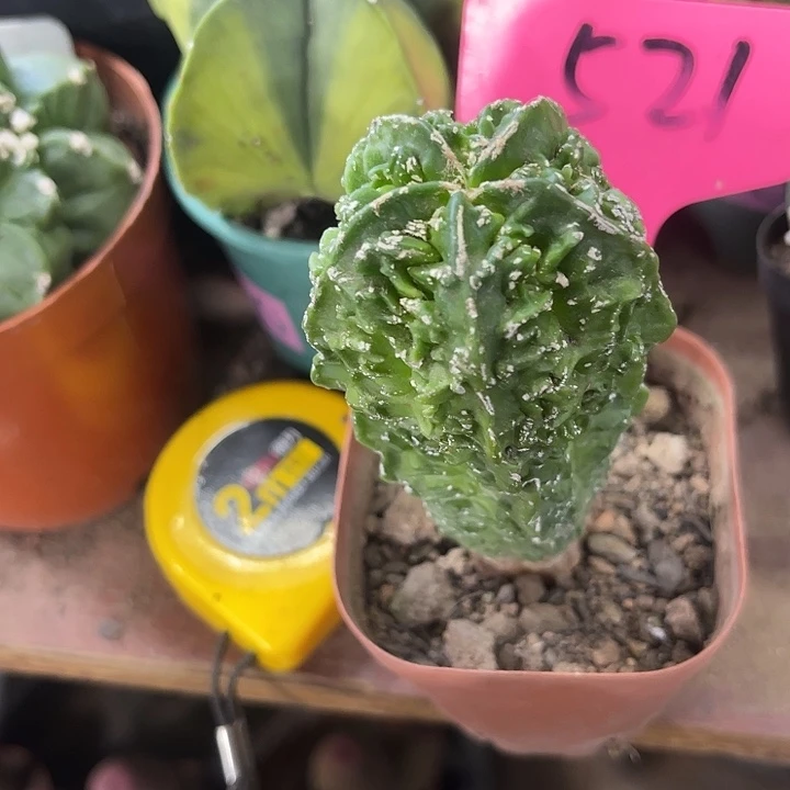 仙人球开花仙人球上