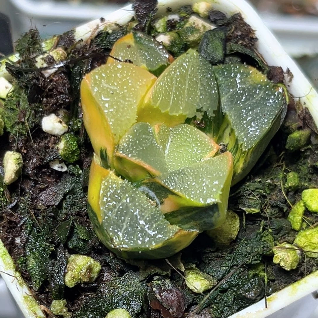 恭喜发财大吉大利0609巨人兵