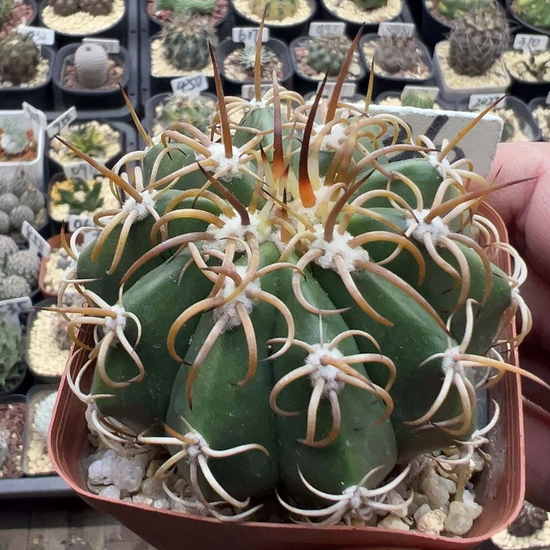 336卷刺卷云实生哦哦哦哦