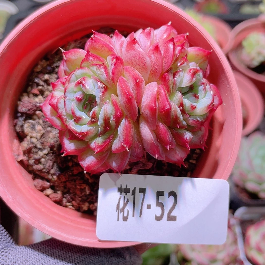 花利美17-52天鹅绒