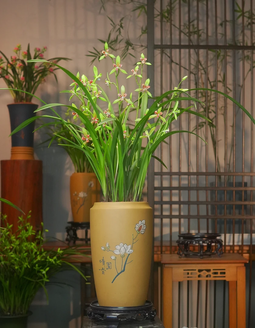 建兰铭品三星蝶兰花带玉兰盆紫砂盆 幽香兰花 室内外好养易活