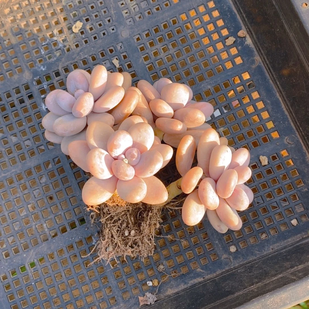 喵**唔橙雪球群多肉植物