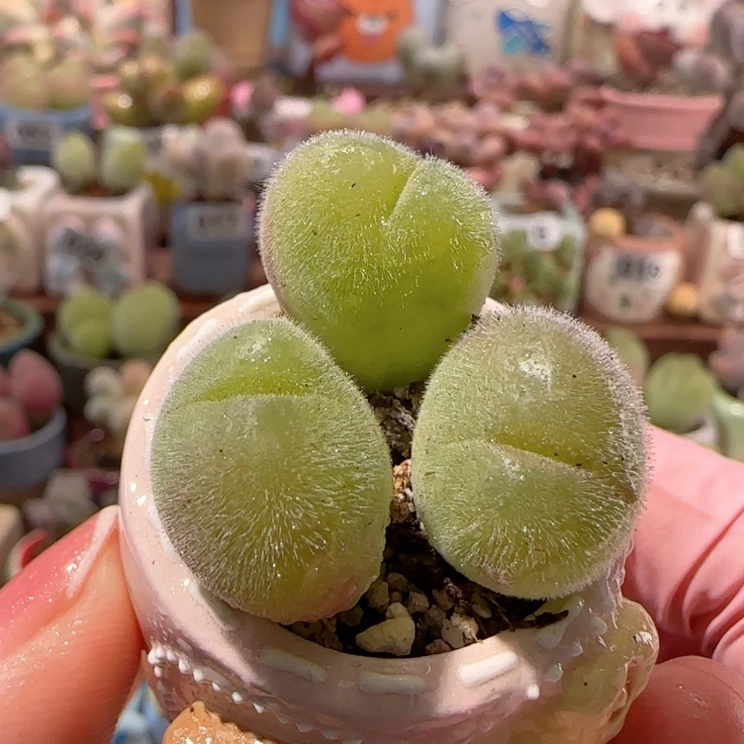T毛翠滴盆口2.5cm