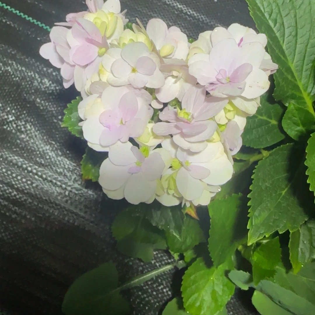 大部分花苞少量开放162