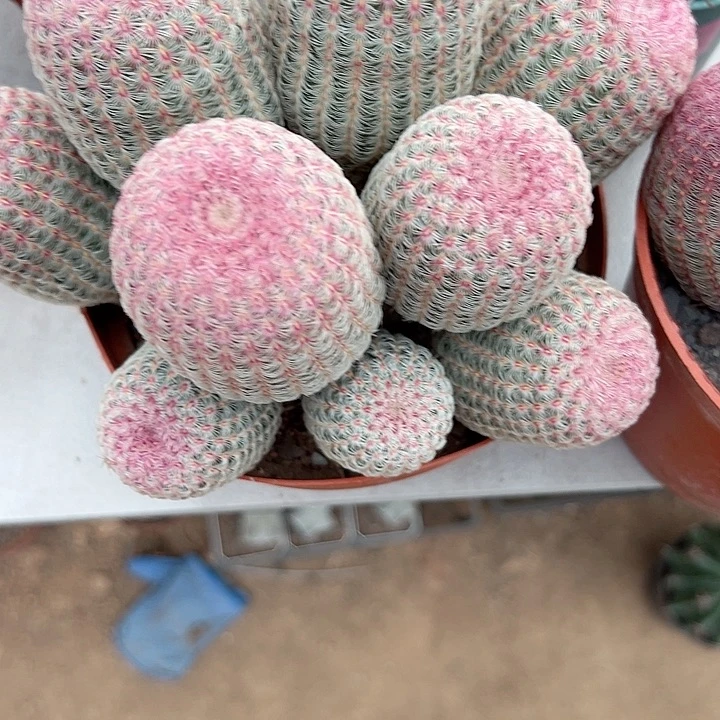 ****岚恭喜发财。