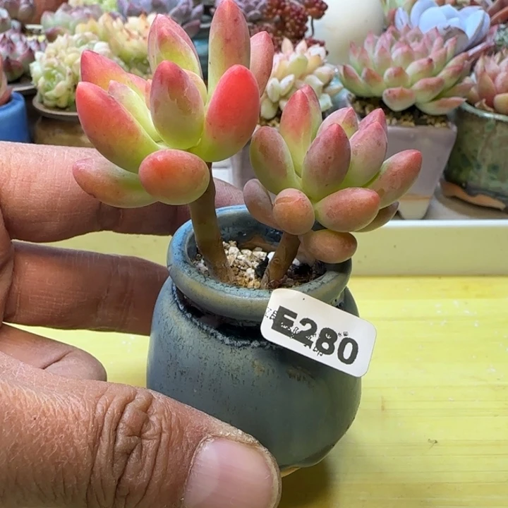 E280一物一拍多肉植物