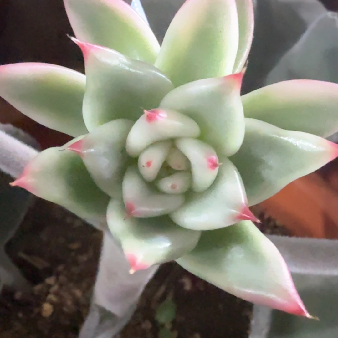 皮蛋锦 多肉植物锦