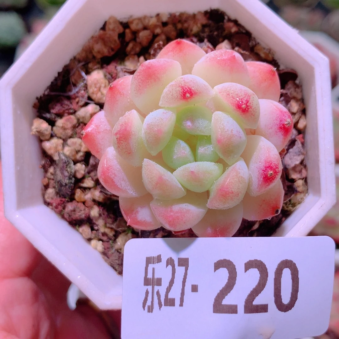 乐然27-220 明月心