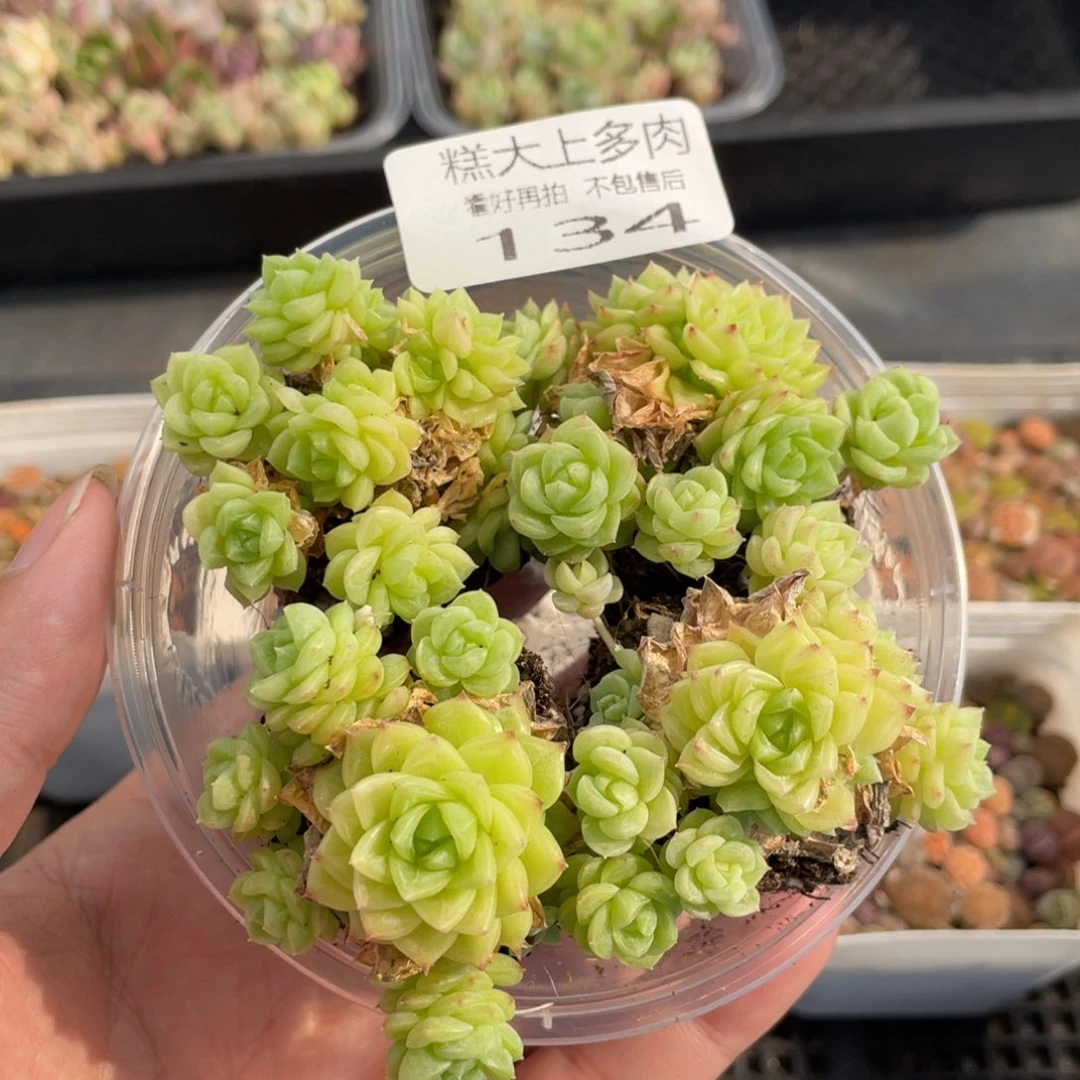 糕大上多肉植物134