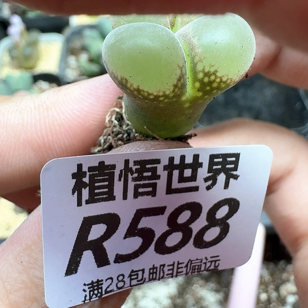 多肉植物的嘴额分