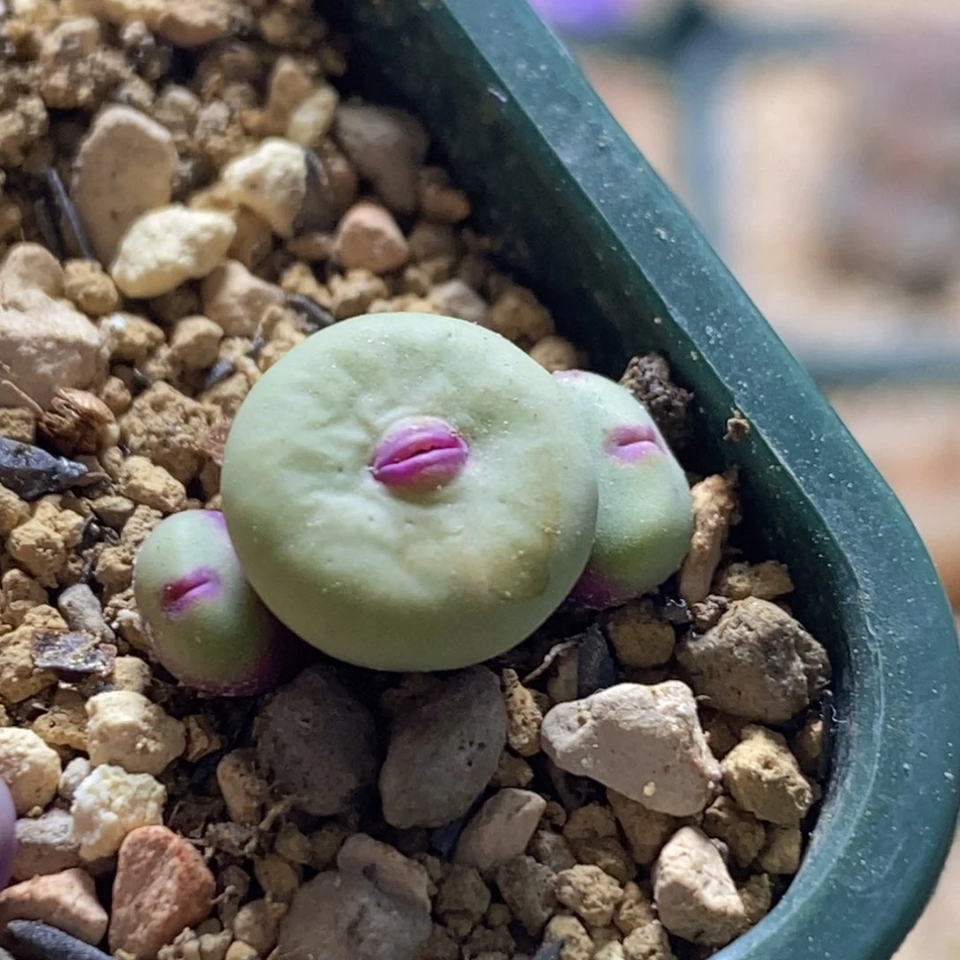 好看好看好看1380b红嘴嘴