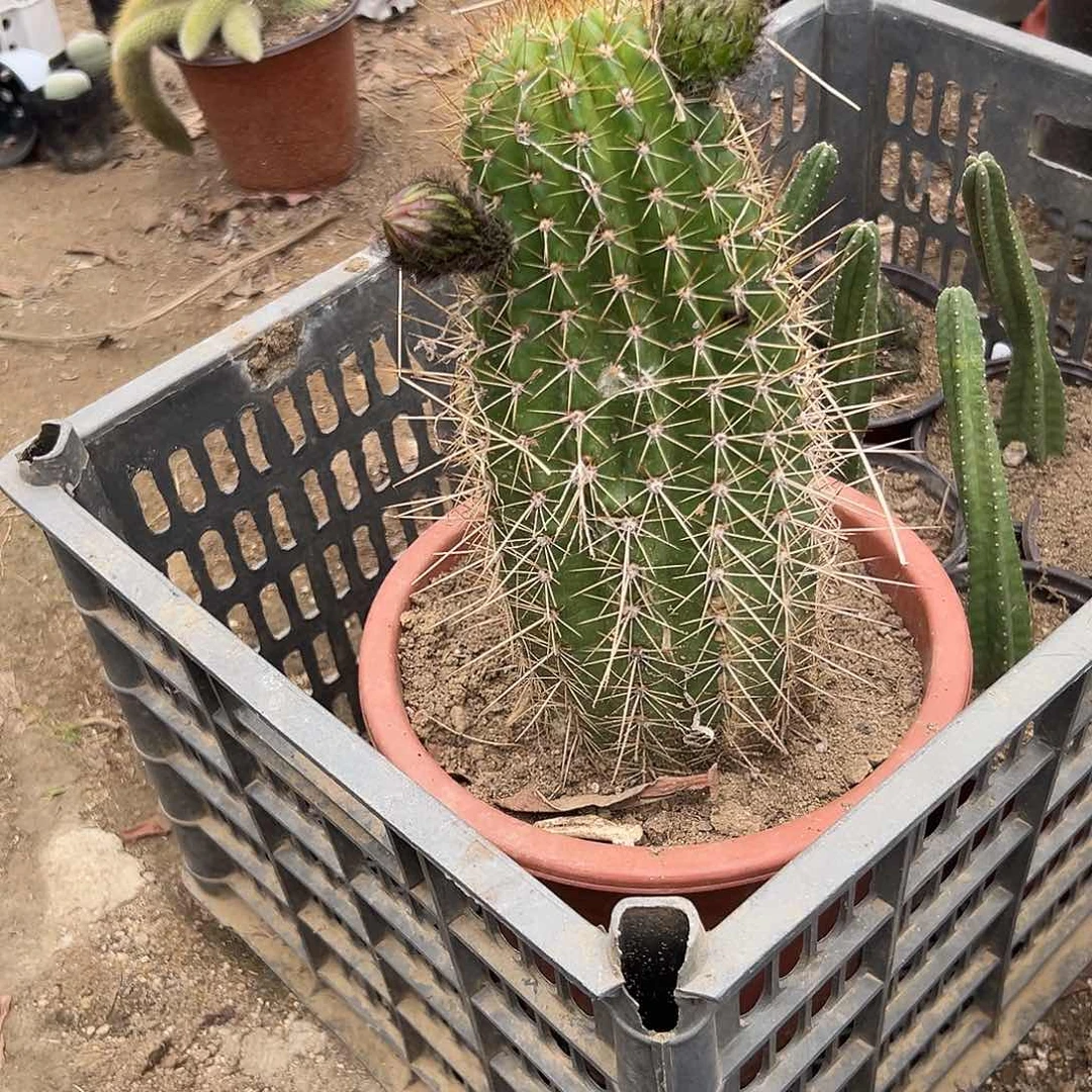 多肉植物大颗柱子
