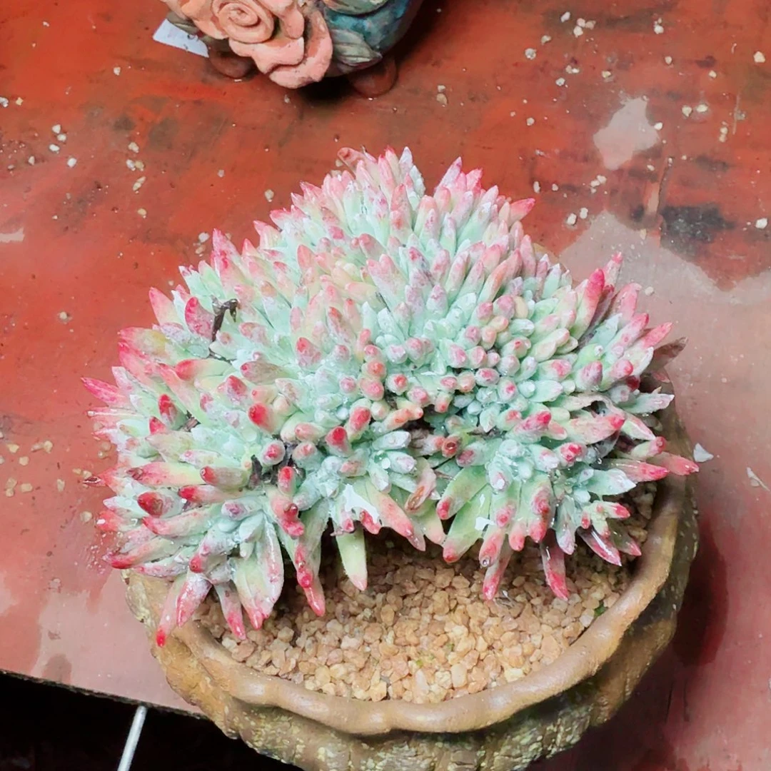 8117雪花白菊多肉