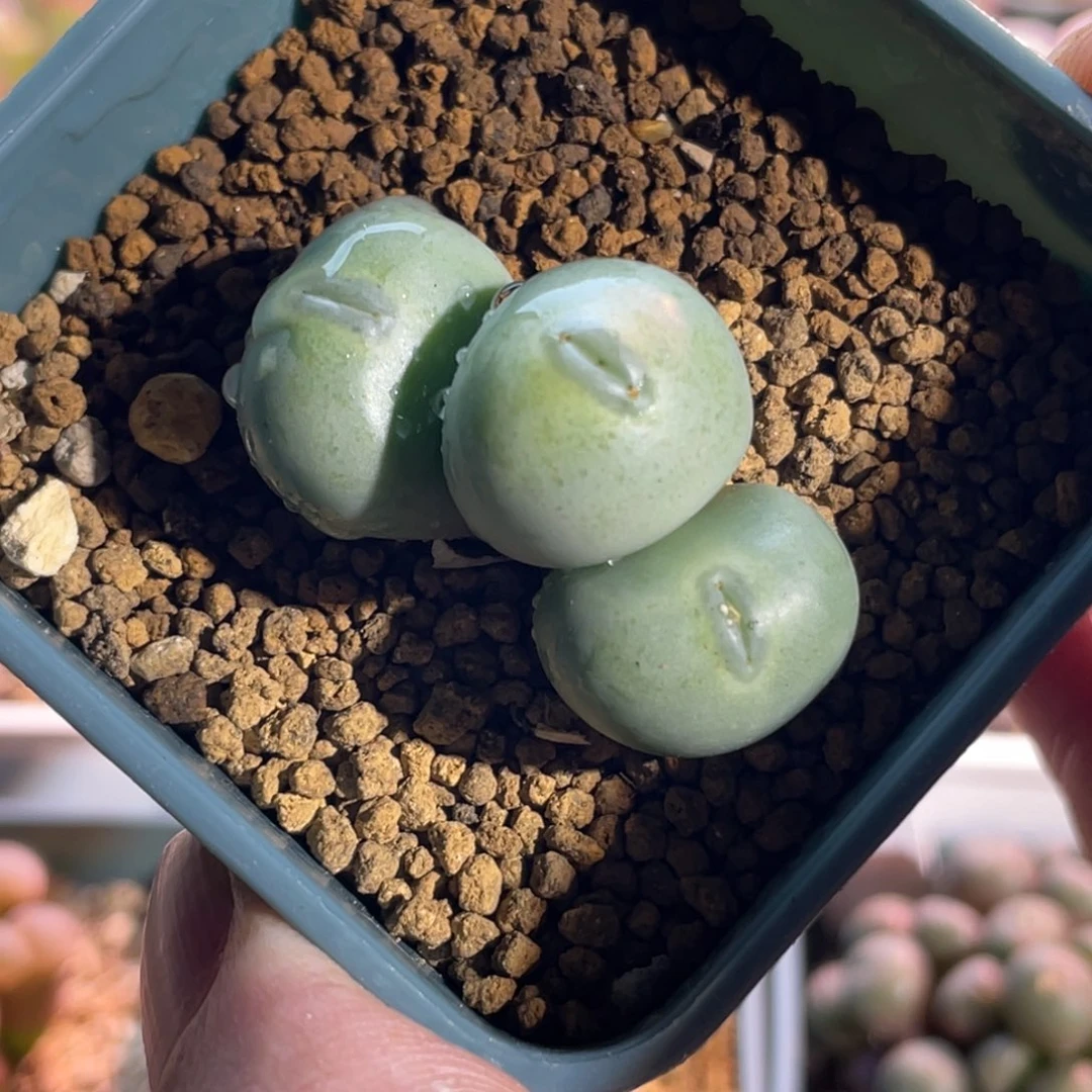 玻尿酸嘴小拳拳植物一物一拍