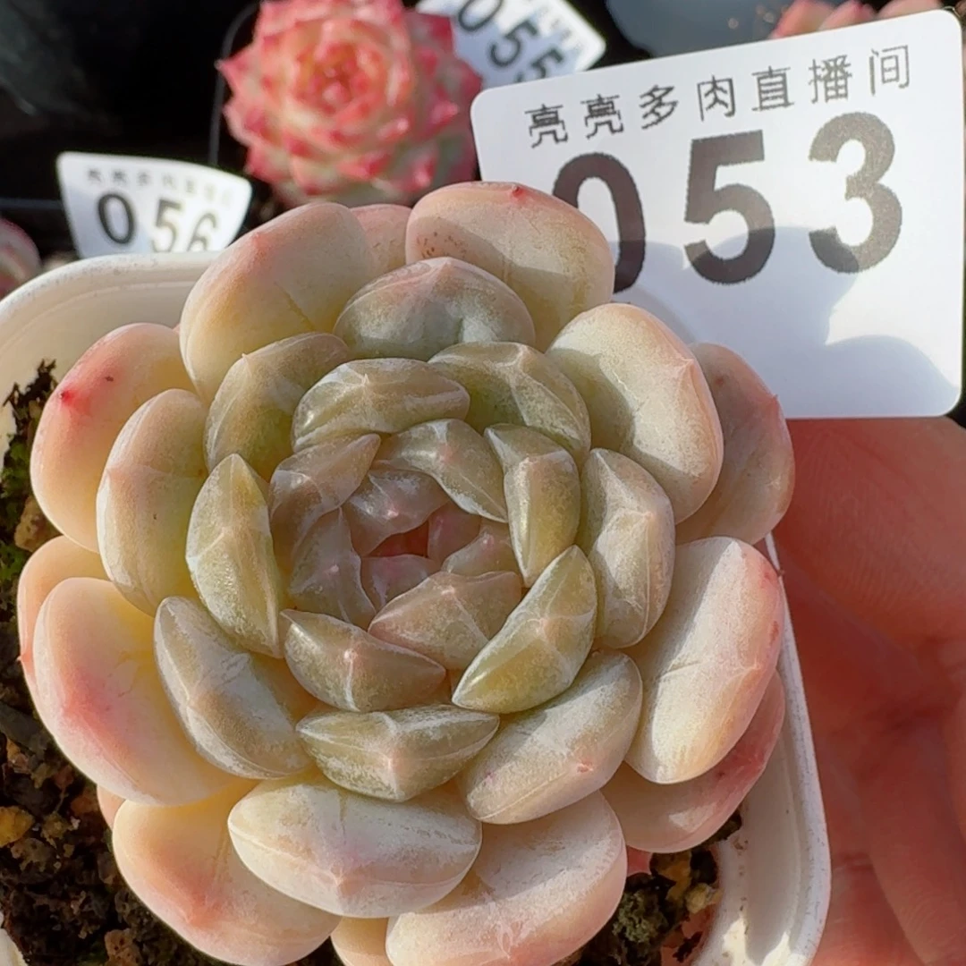 福利      愿你一路坦途，乘风破浪展宏图