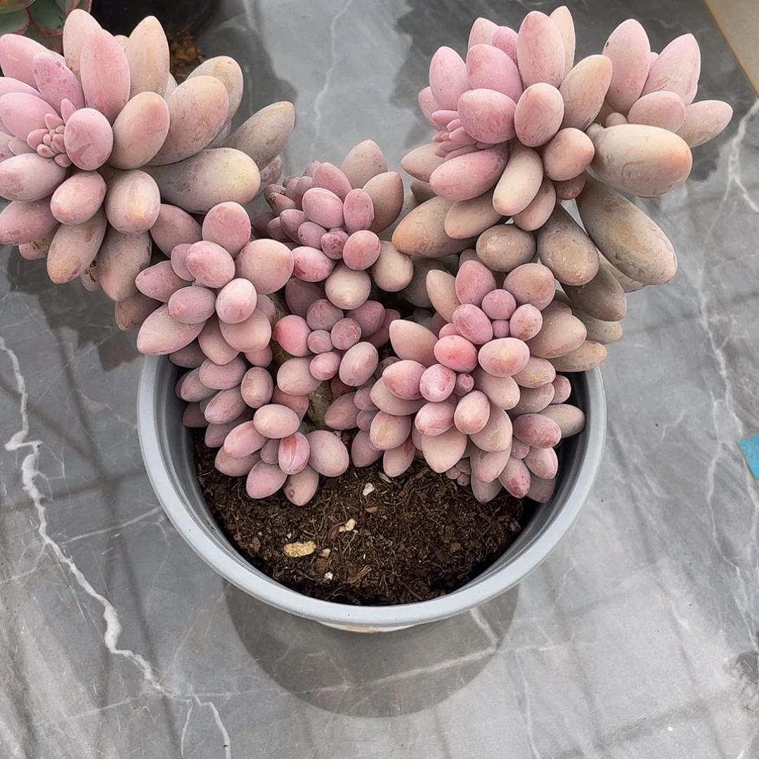 汤圆090多肉多肉多肉