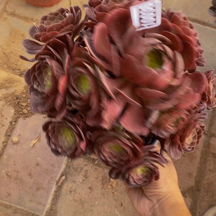 10036号赤炎莲法师