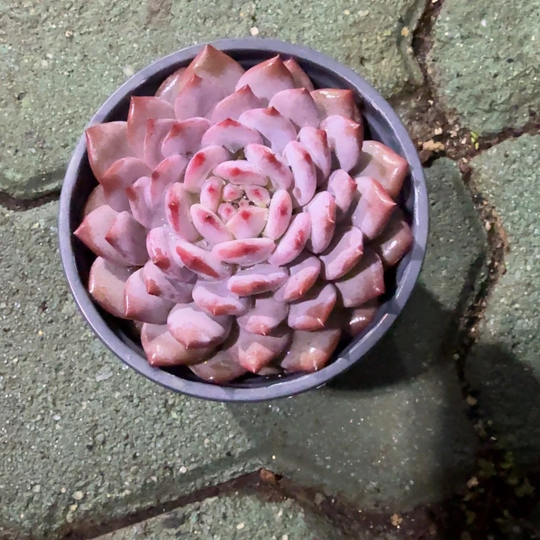 玉芙蓉多肉植物精品