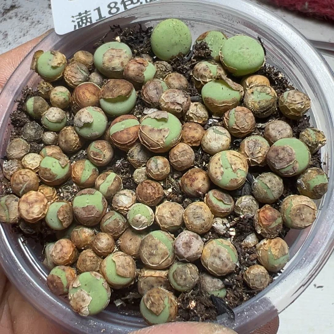 【闪购商品】 878。