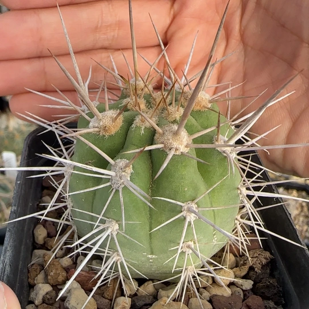 036实生锦鸡龙多肉箐桃