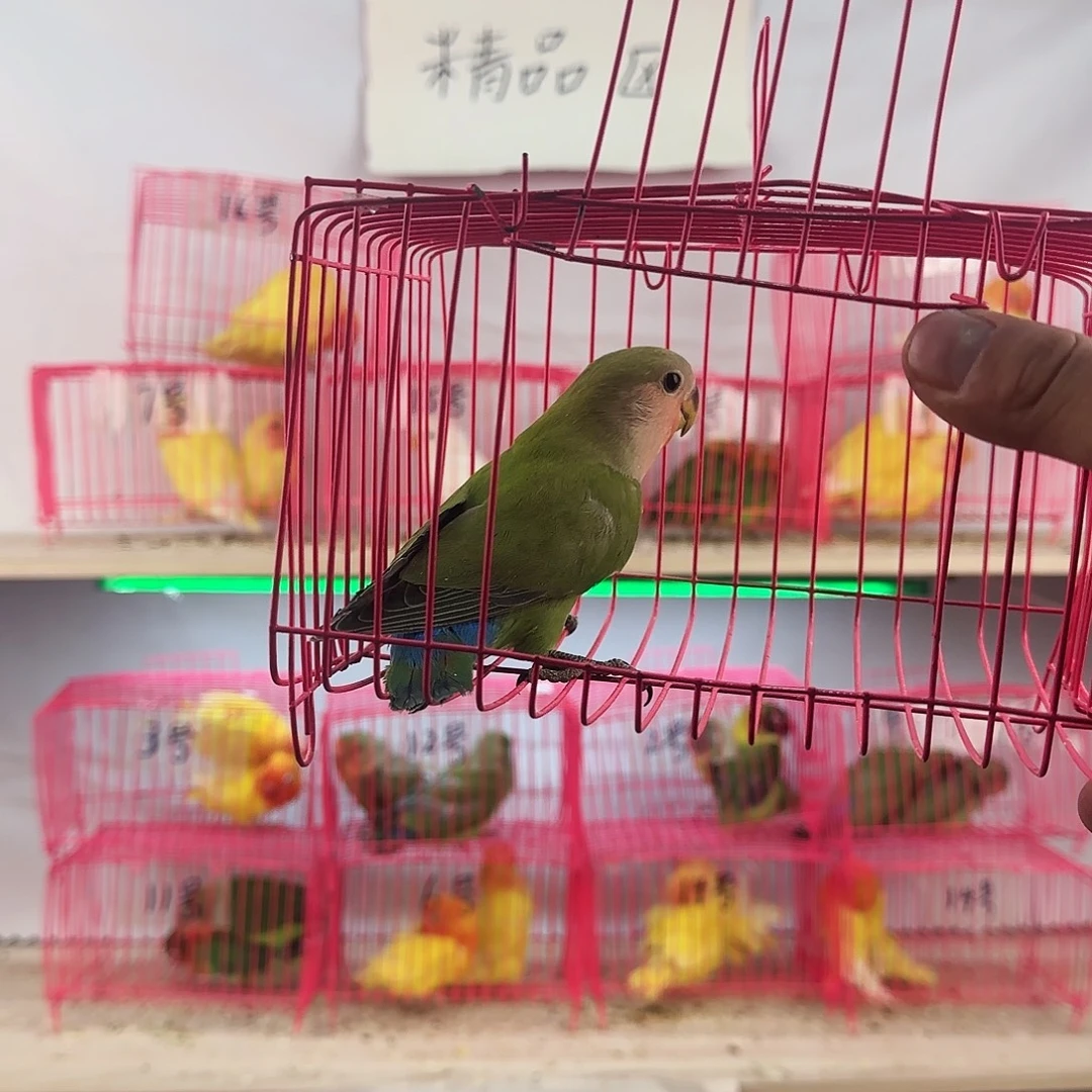 神***呀虎皮鹦鹉一物一拍