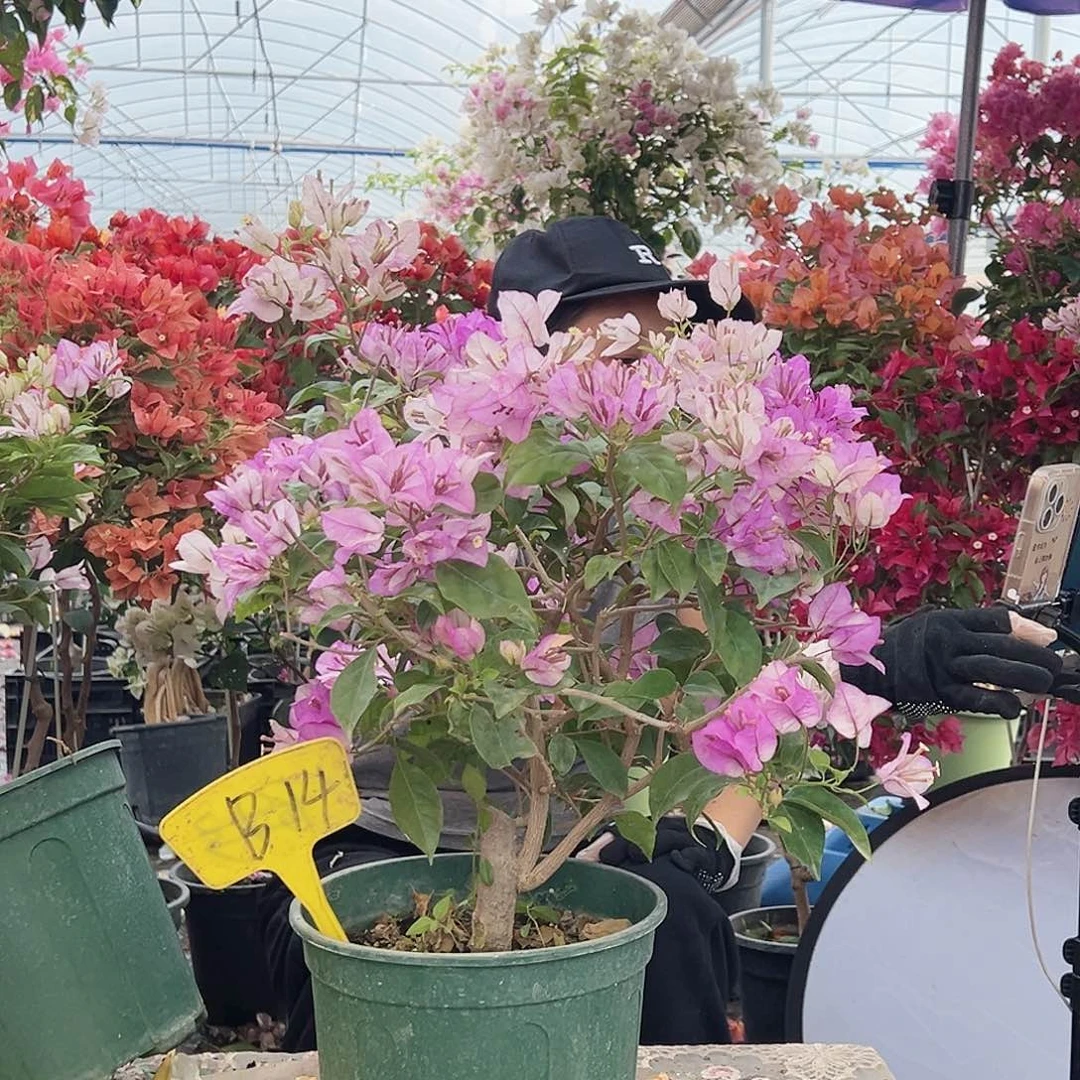 彩***年大部分花苞少量开放B14雪紫