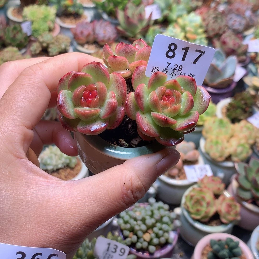 精控拇指盆7.29817