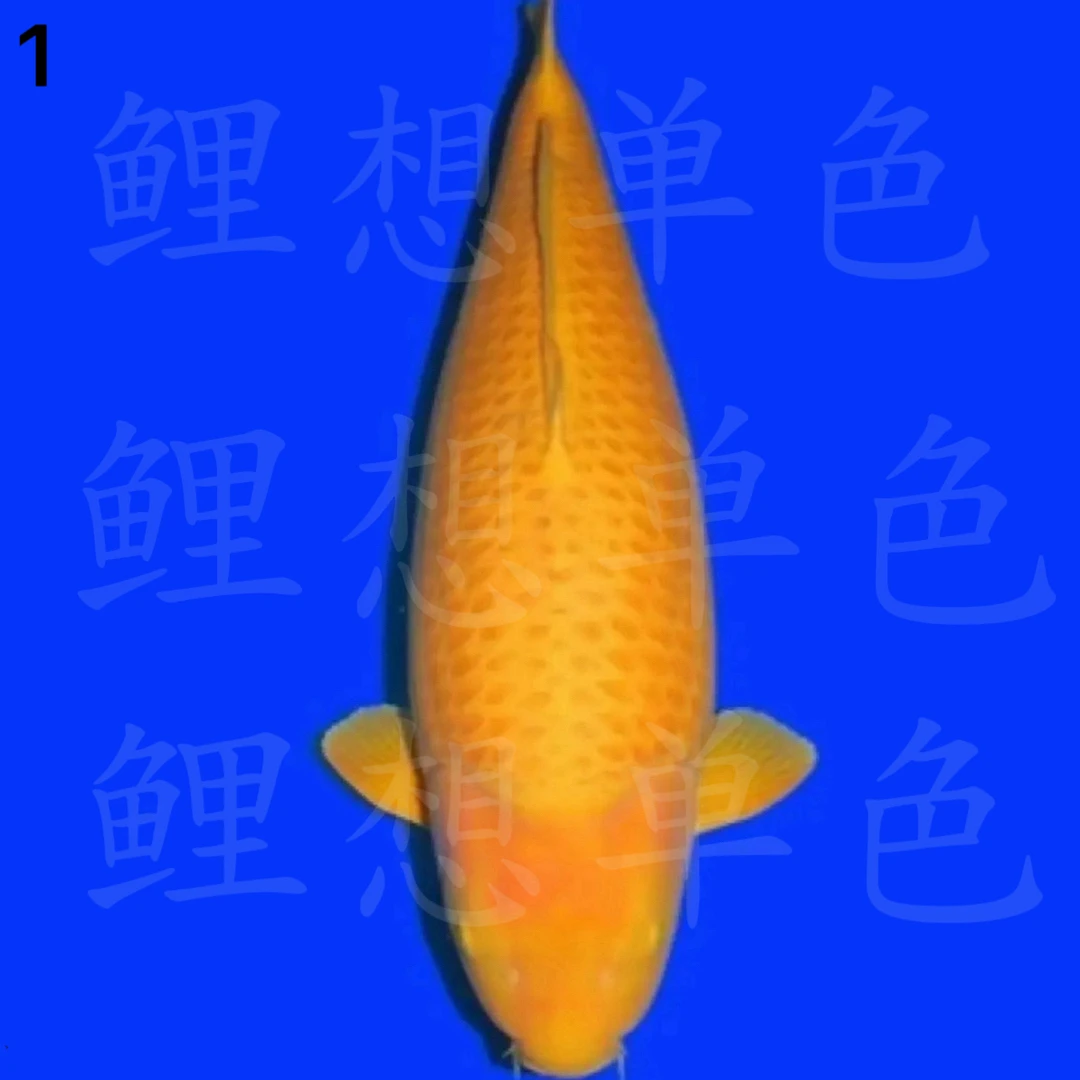 纯种锦鲤观赏鱼血统黄猿配超级芒果芥子血统诚太茶鲤等养渔场直售