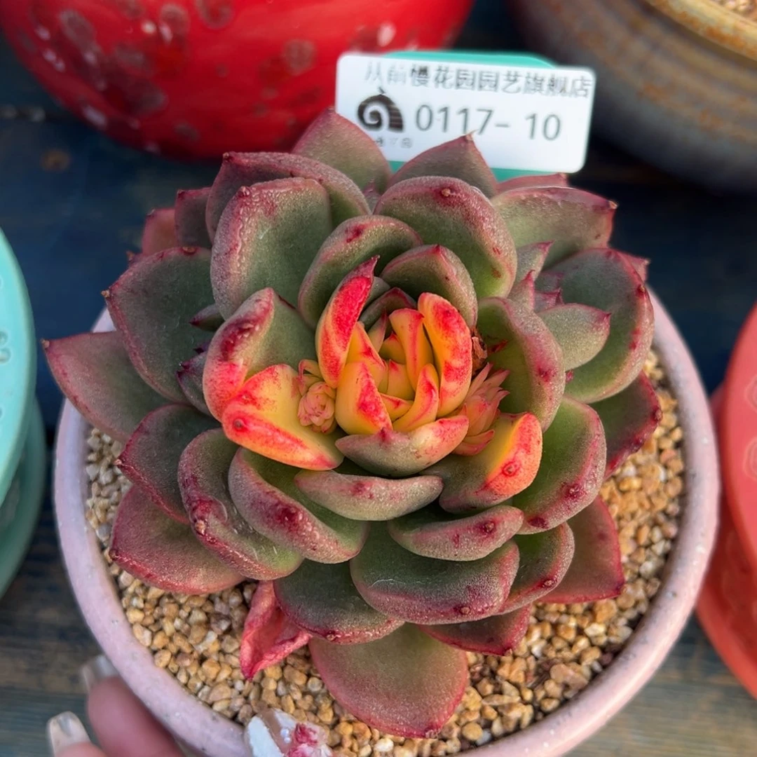 从前慢多肉精选编号0117.10