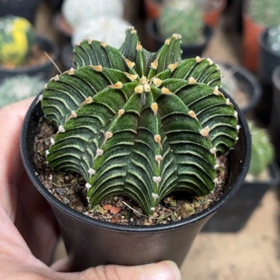 当前无花栽培后可以开花实生纯肋骨牡丹